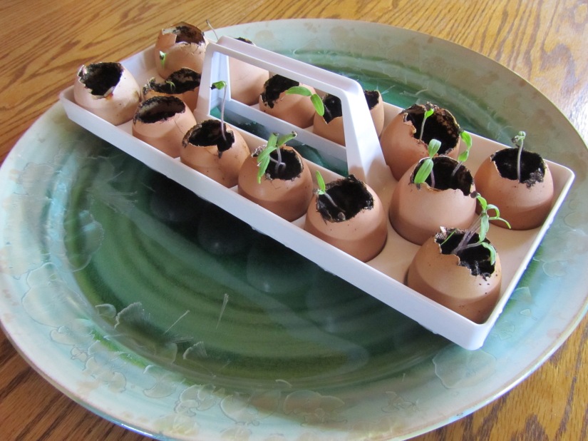 4B Eggshell Pots