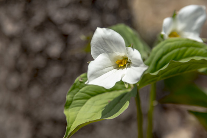 Trillium, Official Flower of Province of Ontario, Canada