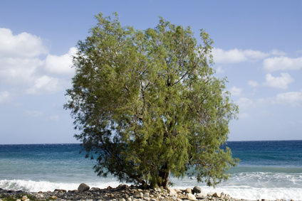 Common greek tree - Lonely Saltcedar (Tamarisk) - Crete