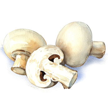 White mushroom isolated on white background