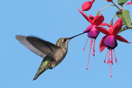 Hummingbirds Only Like Red Right? Wrong!